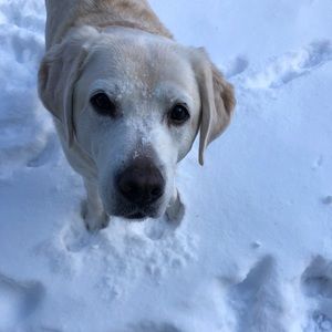 Meet your Posher, Shannon